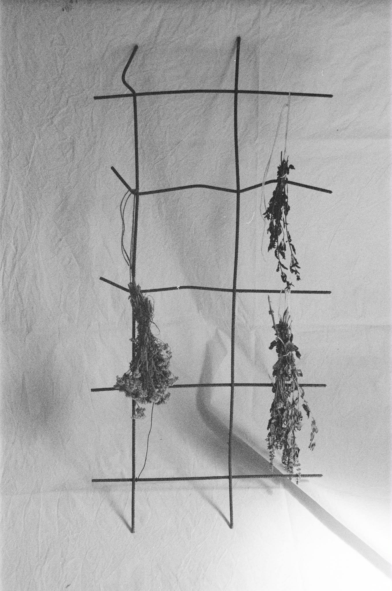 Drying herbs